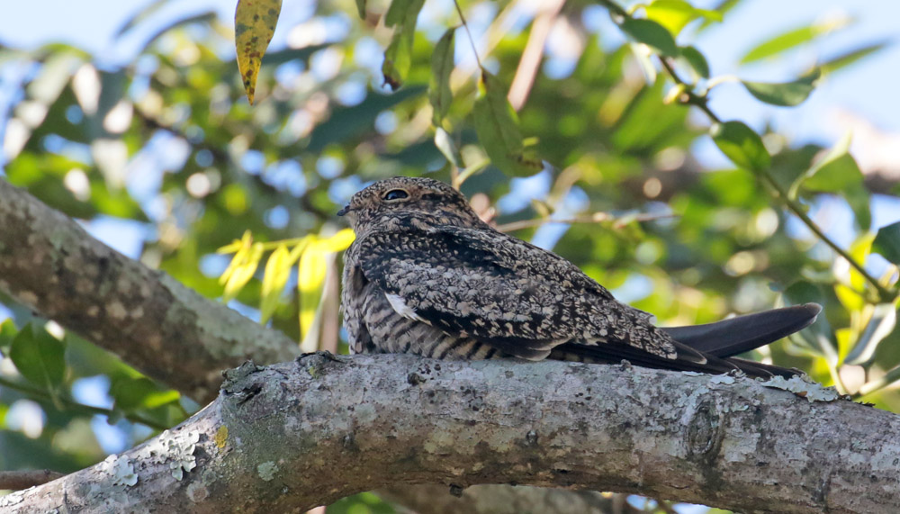 Common Nighthawk